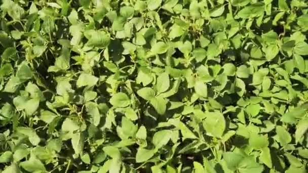 Campo de soja de maduración verde, paisaje agrícola. — Vídeos de Stock