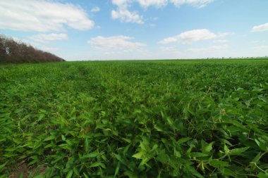 Gün batımında soya bloom yakın çekim. Tarım soya ekimi arka plan.