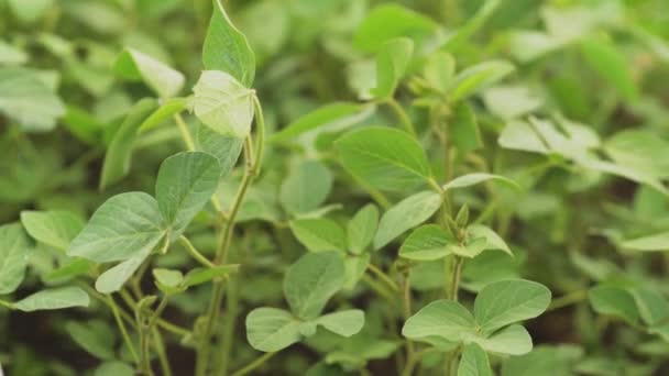 Verde amadurecendo campo de soja, paisagem agrícola. — Vídeo de Stock