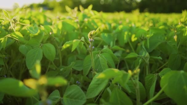 A soja floresce ao pôr-do-sol de perto. Fundo da plantação de soja agrícola . — Vídeo de Stock