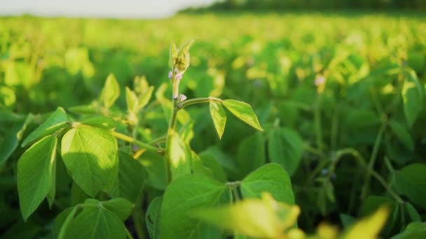 A soja floresce ao pôr-do-sol de perto. Fundo da plantação de soja agrícola . — Vídeo de Stock