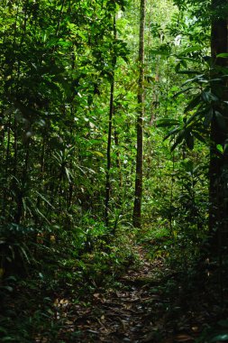 Sri Lanka orman Sinharaja orman yedekte tehlike Yeşiller