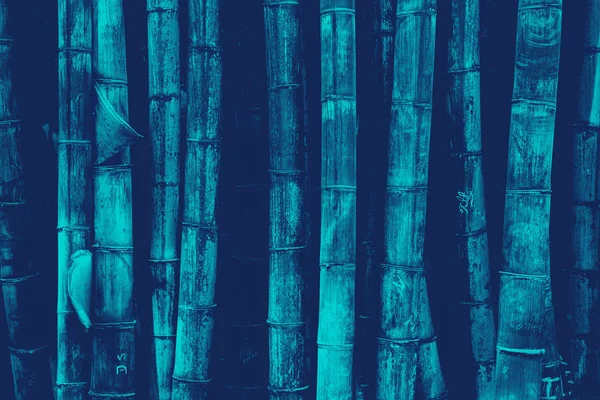 Bambusové lesy vzorek pozadí zelené staré tlusté ani duplexu — Stock fotografie