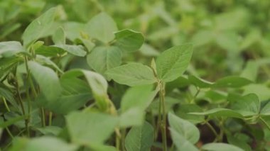 Yeşil olgunlaşmış soya tarlası, tarım arazisi..