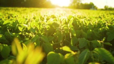 Gün batımında soya bloom yakın çekim. Tarım soya ekimi arka plan.
