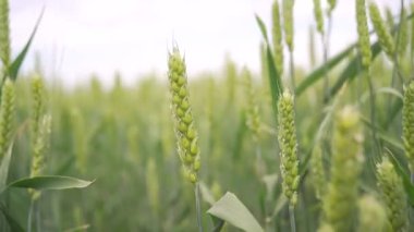 Kulakları buğday bahar yeşil alan