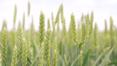 Kulakları buğday bahar yeşil alan