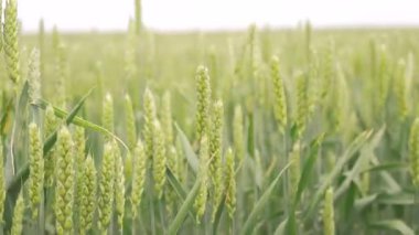 Kulakları buğday bahar yeşil alan