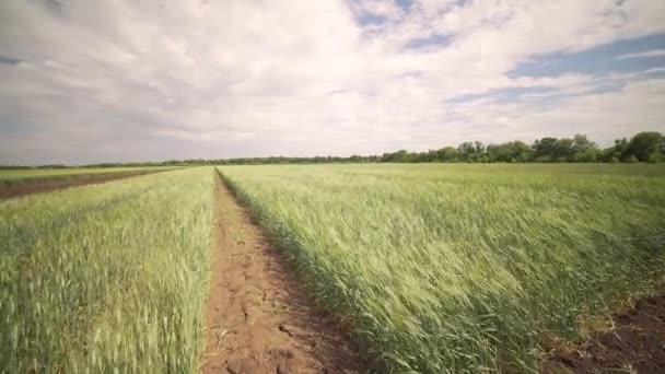 Feld von grünem Weizen Landschaft schöner Himmel Landwirtschaft — Stockvideo