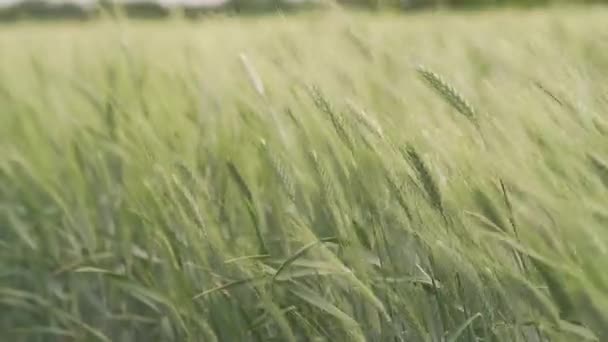 Gebied van groene tarwe landschap mooie hemel landbouw — Stockvideo