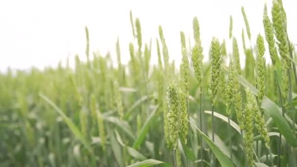 Orelhas de trigo em um campo verde de primavera — Vídeo de Stock