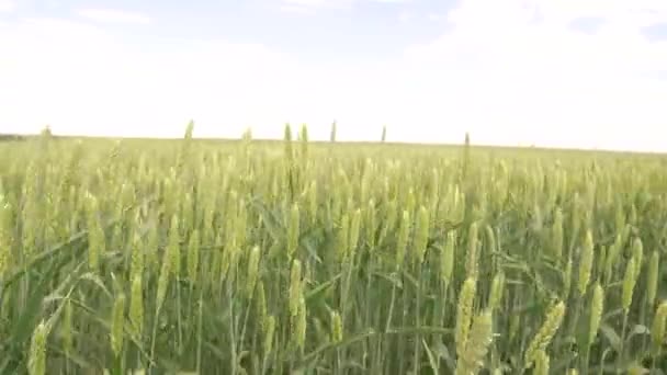 Ears of wheat on a spring green field — Stock Video