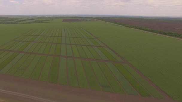 Campo di grano verde trame tiro da aria — Video Stock