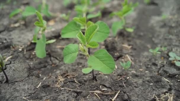 Pequeñas plantas de soja creciendo en hilera — Vídeos de Stock