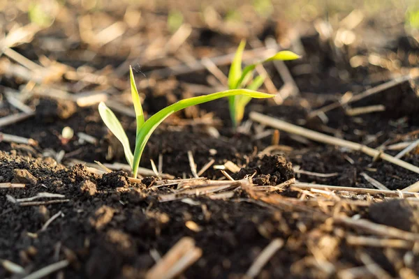 Milho verde jovem crescendo no campo. Jovens plantas de milho — Fotografia de Stock