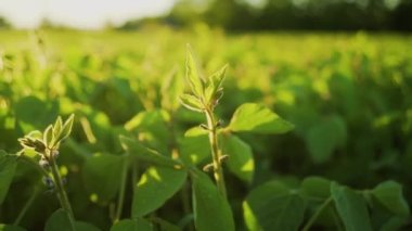 Gün batımında soya bloom yakın çekim. Tarım soya ekimi arka plan.