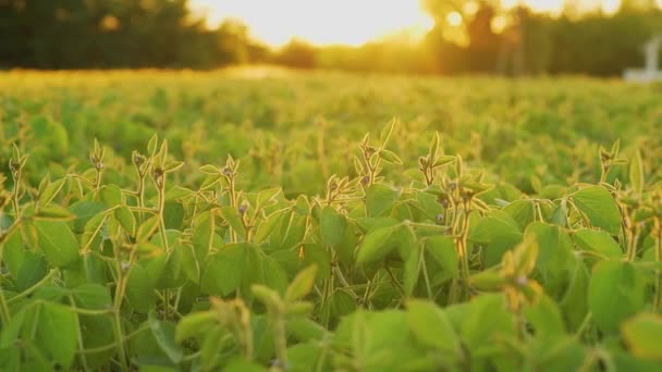 Bloom soi o zachodzie słońca z bliska. Rolnicze sojowy plantacji tło. — Wideo stockowe