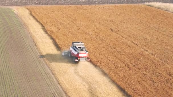 Комбайн урожай спелых пшеницы на ферме — стоковое видео