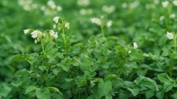 Witte bloemen van bloeiende aardappelen op selectieve aandacht op een blurr — Stockvideo