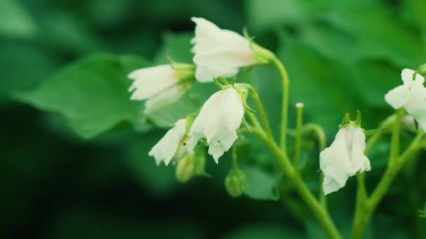 Белые цветы цветущего картофеля в селективном фокусе на рекламе — стоковое видео
