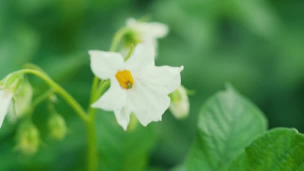 White flowers of blooming potatoes at selective focus on a blurr — Stock Video