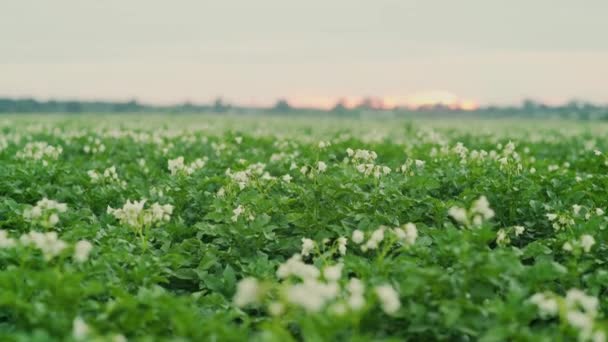 Weiße Blüten blühender Kartoffeln bei selektiver Fokussierung auf eine Unschärfe — Stockvideo