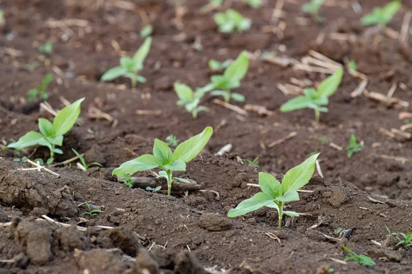 Sapling girasol en el campo de tierra verde — Foto de Stock