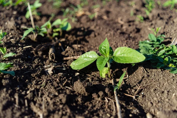 Plántulas de girasol verde pequeño creció desde el suelo en el campo — Foto de Stock