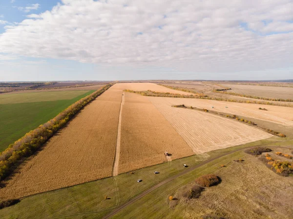 Maïsveld oogsten herfst schieten uit de lucht — Stockfoto
