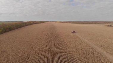 Sonbahar manzarası anteni, havadan çekim mısır hasat