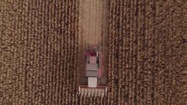 Sonbahar manzarası anteni, havadan çekim mısır hasat