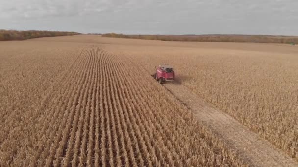Maszyny do zbioru kukurydzy w upadku skyline anteny, Strzelanie z powietrza — Wideo stockowe