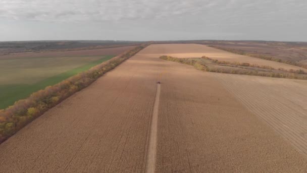 Sklizeň kukuřice v pádu Panorama antény, fotografování ze vzduchu — Stock video