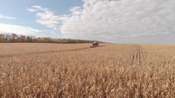Kukorica betakarítás őszi skyline légi, légi fényképezés — Stock videók