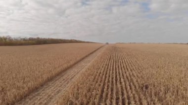 Sonbahar manzarası anteni, havadan çekim mısır hasat