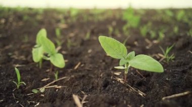 Yeşil toprak sahada ayçiçeği fidan