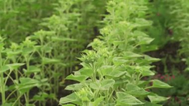 Ayçiçeği sepet makro yakın çekim çiçekli Bahar önce