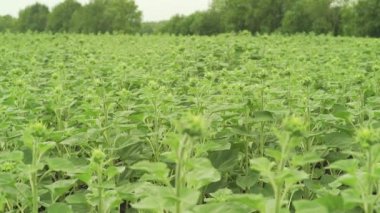 Ayçiçeği Bud tomurcuklanma yeşil yakın çekim sepet makro