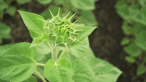 Girasole Bud germogliare verde close-up basket macro — Video Stock