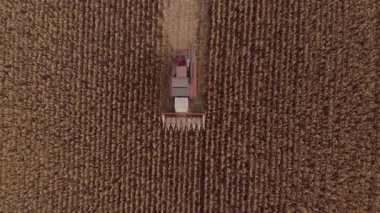 Sonbahar manzarası anteni, havadan çekim mısır hasat