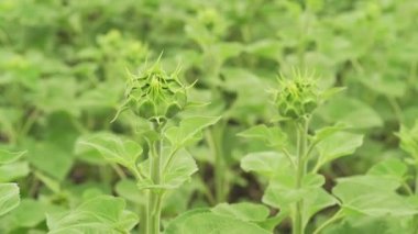 Ayçiçeği Bud tomurcuklanma yeşil yakın çekim sepet makro