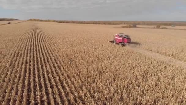 Збирання кукурудзи восени Повітряний вид. Стрілянина з повітря — стокове відео
