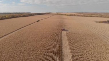 Mısır Hava üstten görünüm sonbaharda hasat. Havadan çekim
