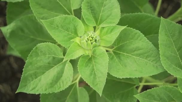 Tournesol bourgeon vert gros plan panier macro — Video