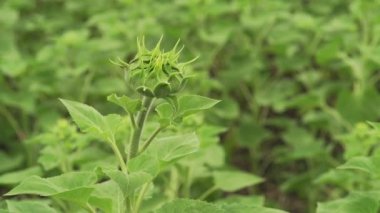 Ayçiçeği Bud tomurcuklanma yeşil yakın çekim sepet makro
