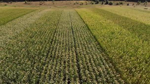 Hermoso paisaje agrícola de filas verdes en campo abierto Maíz — Vídeos de Stock