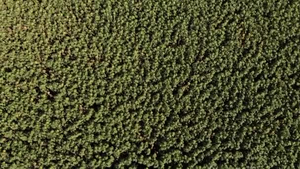 Campos girasol día soleado desde una altura — Vídeo de stock