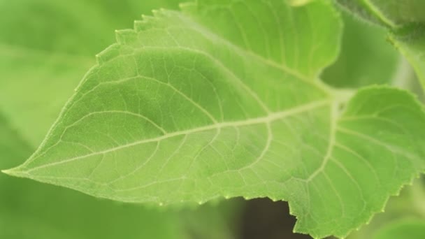 Ayçiçeği Bud tomurcuklanma yeşil yakın çekim sepet makro — Stok video