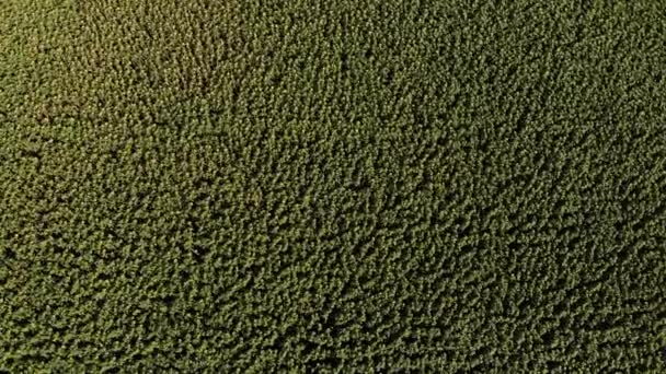 A field of green Sunflowers field texture, aerial — Stock Video