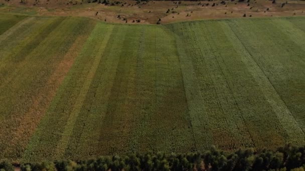 A mező a zöld napraforgó mező textúra, antenna — Stock videók